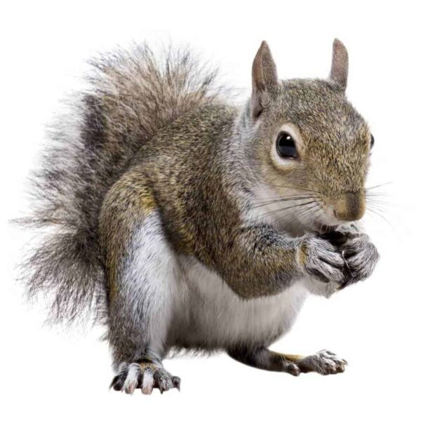 Small Animal - Trusty Pet Supplies