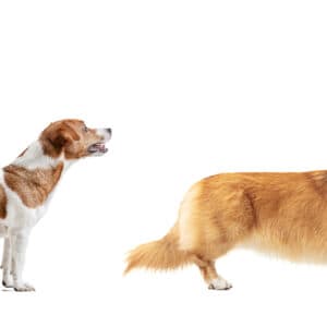 Top Dog Food Ingredients for a Shiny Coat