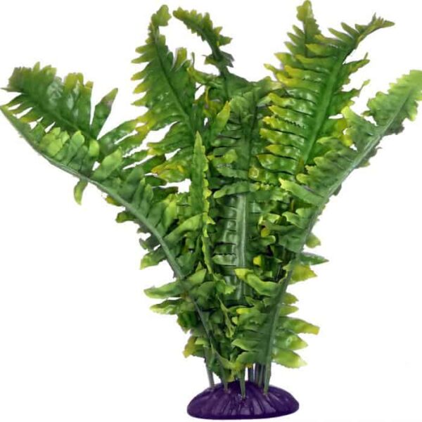 Komodo Boston Fern Small