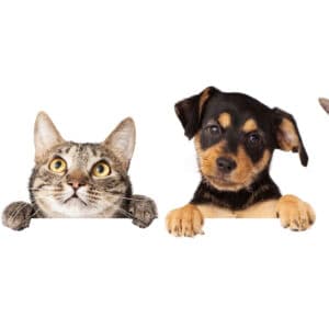 Dogs and Cats Hanging Over White Banner