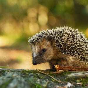 Hedgehog,