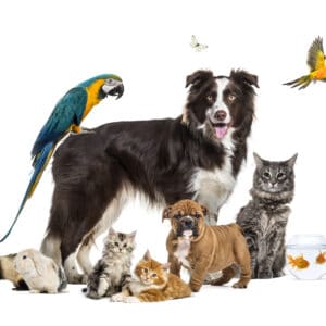 Group of pets posing around a border collie; dog, cat, ferret, rabbit, bird, fish, rodent