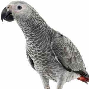 African Grey Parrot in front of a white background