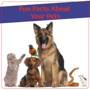Pet Fun Facts Blog