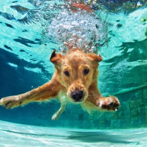 Underwater,Funny,Photo,Of,Golden,Labrador,Retriever,Puppy,In,Swimming