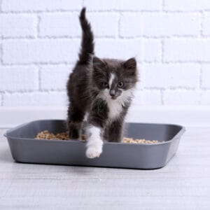 Small gray kitten in plastic litter cat on floor