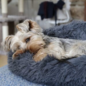 Lazy,Dog,Lyng,Down,In,Bed