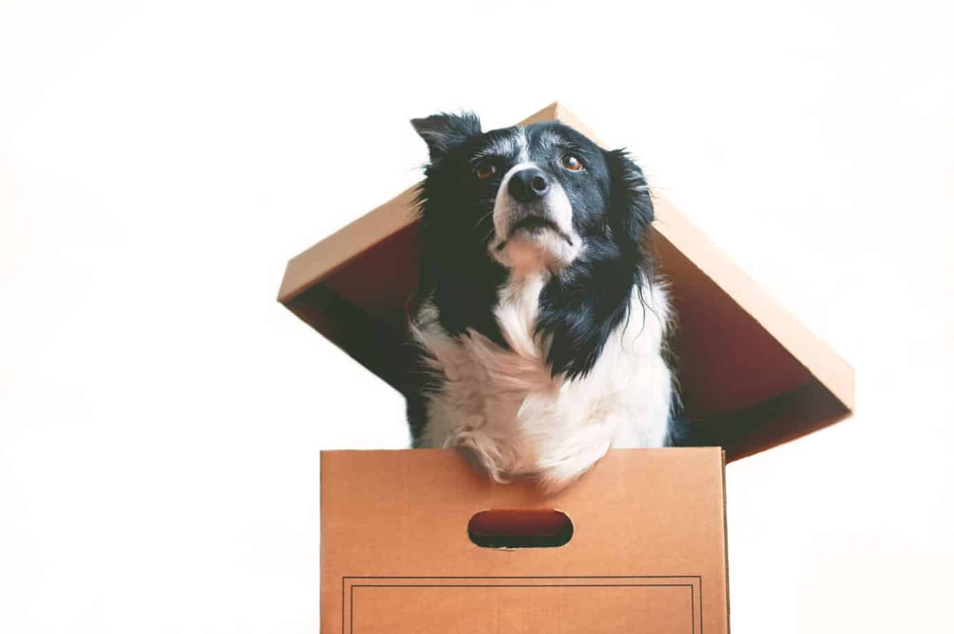 Deliveries & Returns Trusty Pet Supplies