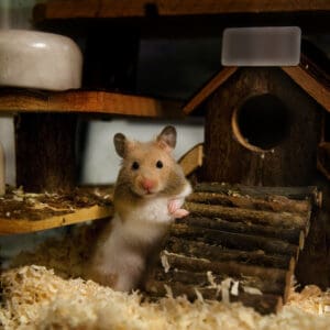 Little,Hamster,Posing,In,Front,Of,His,Home,(without,Text)