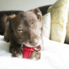 KONG Dental Stick - Image 4