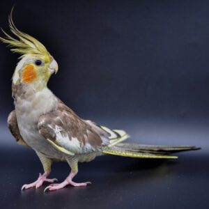 Parrot,Cockatiel,Close-up,On,Black,Background,,Parrot,Cockatiel