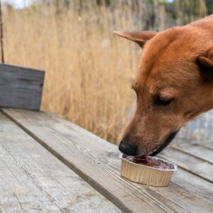 The,Ginger,Dog,Eats,From,Tin,Can.,Portrait,Of,Red