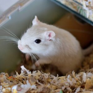 Pure,White,Gerbil,Sitting,On,Wood-chip,Bedding,In,Cage