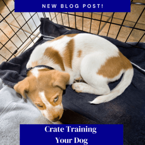 Crate Training Your Dog