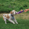 KONG Tugger Knots Frog Sm/Md - Image 5