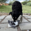 KONG Sherps Floofs Sheep Md - Image 5