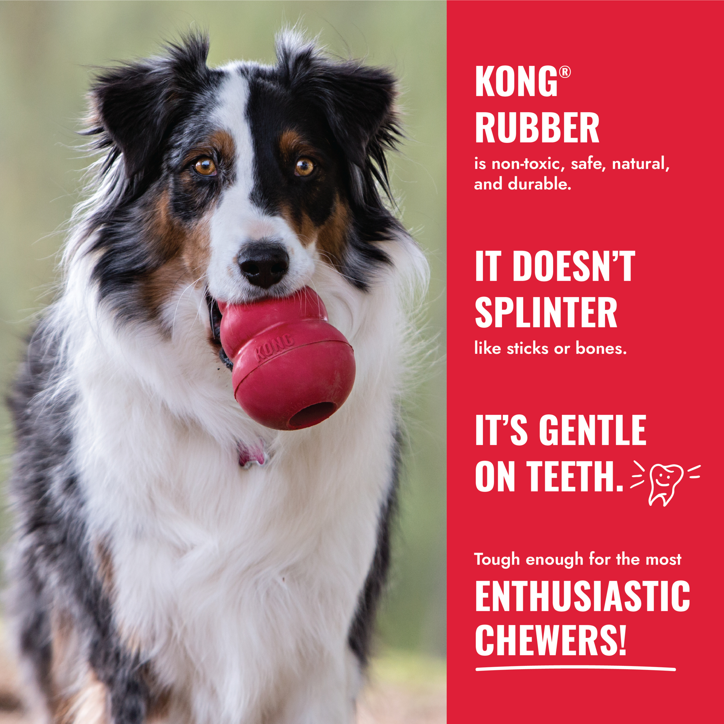 KONG Goodie Bone Md - Image 7