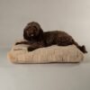Scruffs Oxford Orthopaedic Mattress - Tan - Large - Image 2