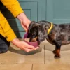 Nutriment Raw Dog Food – Raw Chicken Nuggets 1kg - Image 3